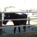 dozynki-pajeczno-2013-1