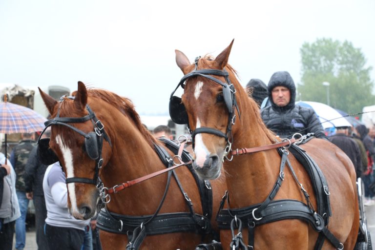 Rekordowe Targi Końskie w Pajęcznie
