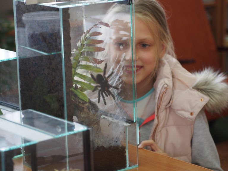 Pajęczno nawiedziły egzotyczne pająki