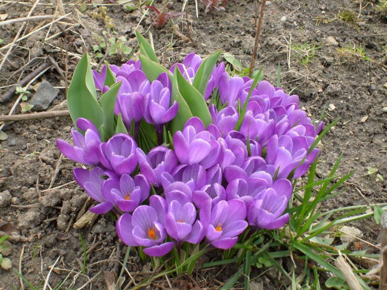 Uprawa krokusów