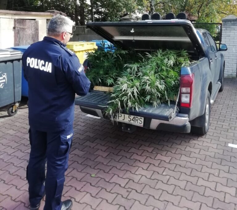 Policjanci z Pajęczna zlikwidowali plantację marihuany