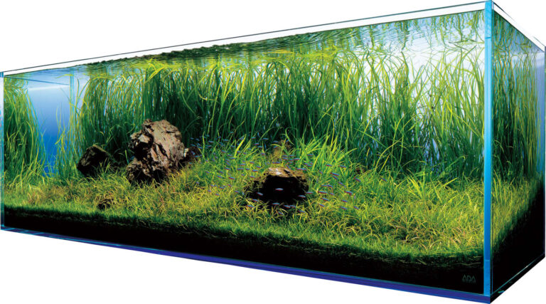 Akwarium w domu