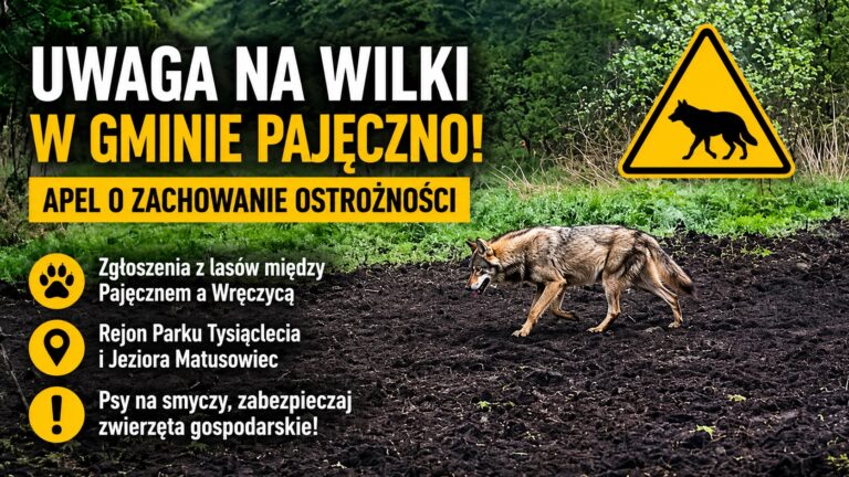 Uwaga na wilki w Gminie Pajęczno. Władze apelują o ostrożność